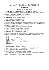 四川省成都市第七中学2024-2025学年高三上学期10月月考生物试题（Word版附答案）