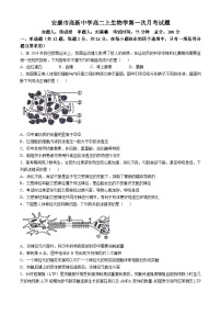 陕西省安康市2024—2025学年高二上学期10月联考生物试题(无答案)