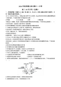 广西壮族自治区玉林市玉州区玉林市第十一中学2024-2025学年高二上学期10月月考生物试题(无答案)