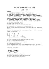 [生物]安徽省县中联考2024～2025学年高二上学期10月联考试题(含答案)