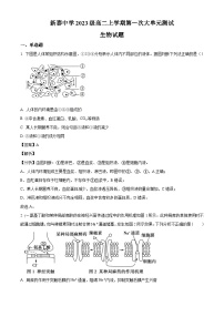 山东省泰安市新泰第一中学老校区（新泰中学）2024-2025学年高二上学期第一次月考生物试题（解析版）