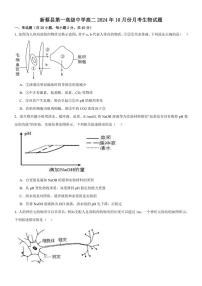 [生物]河南省驻马店市新蔡县新蔡县第一高级中学2024～2025学年高二上学期10月月考试题(有答案)