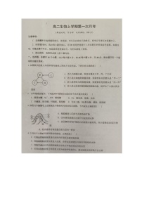 广西来宾市忻城县高级中学2024-2025学年高二上学期10月月考生物试卷