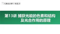 第13讲 捕获光能的色素和结构及光合作用的原理-备战2025年高考生物大一轮复习课件（新高考通用）