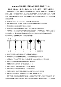 山东省滕州市第一中学2024-2025学年高三上学期10月月考生物试题（Word版附答案）