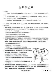 重庆市巴蜀中学2024-2025学年高三上学期10月月考生物试题（PDF版附解析）