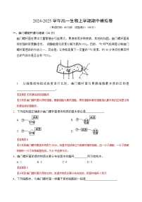 2024-2025学年高一上学期期中模拟考试生物（上海专用）试卷（Word版附解析）