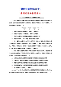 新高考生物一轮复习课时分层作业20　基因突变和基因重组(含解析）