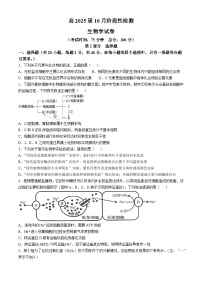 四川省内江市某校2024-2025学年高三上学期10月月考生物试题