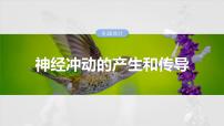 2025年高考生物一轮复习课件（新人教版） 第8单元　第38课时　神经冲动的产生和传导