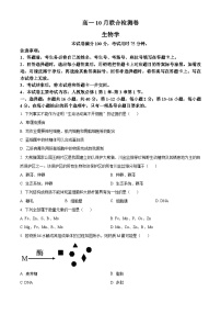 广西部分名校2024-2025学年高一上学期10月联合检测生物试卷（Word版附答案）