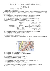 广东省惠州市惠城区惠州中学2024-2025学年高二上学期11月期中考试生物试题