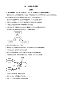 江苏省海安高级中学2024-2025学年高二上学期10月月考生物试题（Word版附答案）