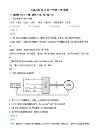 湖南省岳阳市岳阳县第一中学2024-2025学年高二上学期10月月考生物试卷（Word版附解析）