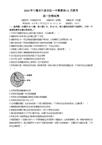 湖北省十堰市六县市区一中教联体2024-2025学年高一上学期11月联考生物试卷（Word版附答案）