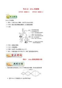 备战2025年高考生物考点一遍过考点29DNA的复制教案（Word版附解析）