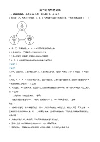 2025邯郸大名县一中高二上学期10月月考生物试卷含解析