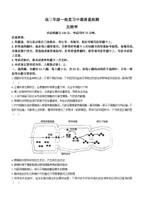 湖南省部分学校2024-2025学年高三上学期一轮复习期中联考生物试卷（Word版附解析）