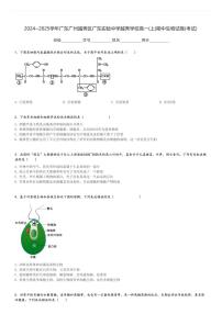 2024～2025学年广东广州越秀区广东实验中学越秀学校高一(上)期中生物试卷(考试)[原题+解析]