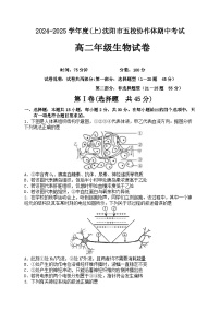 辽宁省沈阳市五校协作体2024-2025学年高二上学期期中考试生物试题