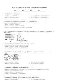 2024～2025学年11月江苏盐城高二(上)月考生物试卷(学情调研)[原题+解析]