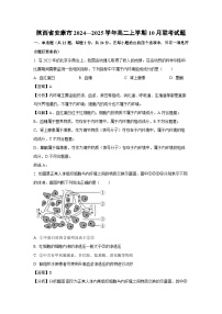 陕西省安康市2024—2025学年高二上学期10月联考生物试卷（解析版）