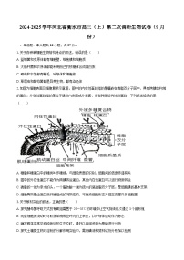 2024-2025学年河北省衡水市高三（上）第二次调研生物学试卷（9月份）（含答案）