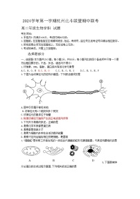 浙江省杭州市北斗联盟2024-2025学年高二上学期期中联考生物试题