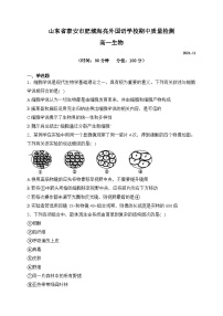 山东省泰安市肥城市肥城海亮外国语学校2024-2025学年高一上学期期中检测生物试卷