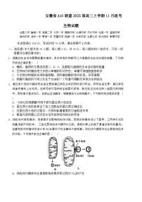 安徽省A10联盟2024-2025学年高三上学期11月期中考试生物试题（Word版附答案）