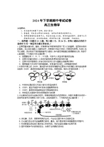 2025邵阳武冈高三上学期期中考试生物试题含答案