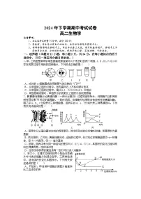 湖南省邵阳市武冈市2024-2025学年高二上学期期中考试生物试卷（Word版附答案）