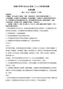 重庆市西南大学附属中学2024-2025学年高三上学期11月阶段性检测生物试卷（Word版附解析）