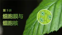 2025届高三生物一轮复习课件第5讲：细胞膜与细胞核