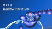 2025届高三生物一轮复习课件第23讲：基因的自由组合定律课件
