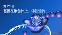 2025届高三生物一轮复习课件第25讲：基因在染色体上、伴性遗传