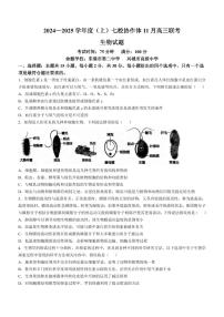 生物丨辽宁省七校协作体2025届高三上学期11月期中联考生物试卷及答案