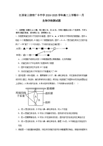 江西省上饶市广丰中学2024-2025学年高三上学期11月生物学检测试题