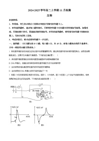 2025安阳林州一中高二上学期11月月试题生物含解析