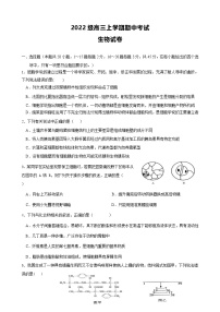 四川省眉山市仁寿县四川省仁寿第一中学校南校区2024-2025学年高三上学期11月期中生物试题