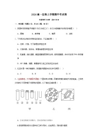 湖北省黄冈市黄梅县育才高级中学2024-2025学年高一上学期11月期中生物试题