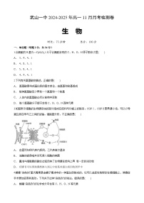 甘肃省天水市武山县第一高级中学2024-2025学年高一上学期11月月考生物试题