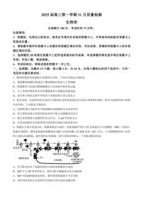 河南省部分重点中学2024～2025学年高三(上)11月质量检测生物试卷(含解析)