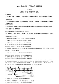 【河南卷】河南省部分示范性重点高中2024-2025学年2025届高三第一（上）学期11月期中质量检测（11.21-11.22）生物试卷+解析