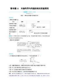 备战2025年高考生物精品教案第八章动物和人体生命活动的调节微专题11兴奋传导与传递的相关实验探究（Word版附解析）