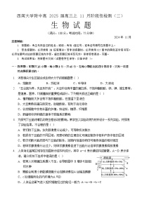 重庆市西南大学附属中学校2024-2025学年高三上学期11月阶段性检测（二）生物学试题（PDF版，含答案）