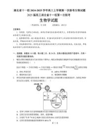 2024～2025学年湖北省十一校高三(上)第一次联考月考生物试卷(含答案)