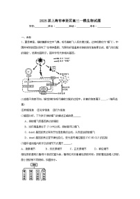 2025届上海市奉贤区高三一模生物试题