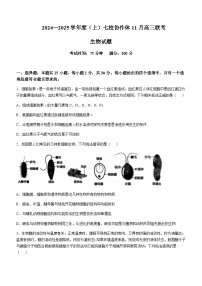 辽宁省七校协作体2024-2025学年高三上学期11月期中联考试题生物含答案