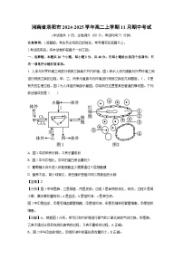 河南省洛阳市2024-2025学年高二(上)11月期中考试生物试卷（解析版）